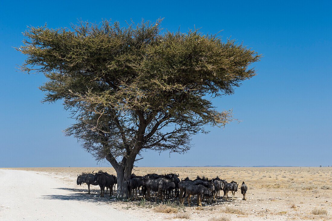 Wildebeests unter einem Akazienbaum im Etosha Nationalpark, Namibia, Afrika