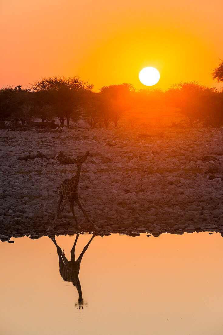 Giraffe spiegelt sich im Wasser eines Wasserlochs, Okaukuejo Rest Camp, Etosha Nationalpark, Namibia, Afrika