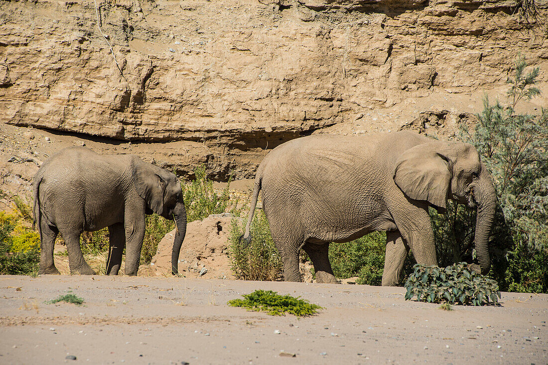 Wüstenelefanten (afrikanische Busch-Elefanten) (Loxodonta africana), Khurab-Reservat, Nord-Namibia, Afrika