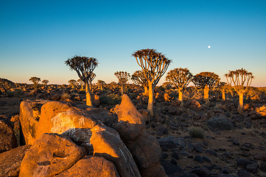 Köcherbaum Wald (Aloe Dichotom) bei Sonnenuntergang, Gariganus Bauernhof, Keetmanshoop, Namibia, Afrika