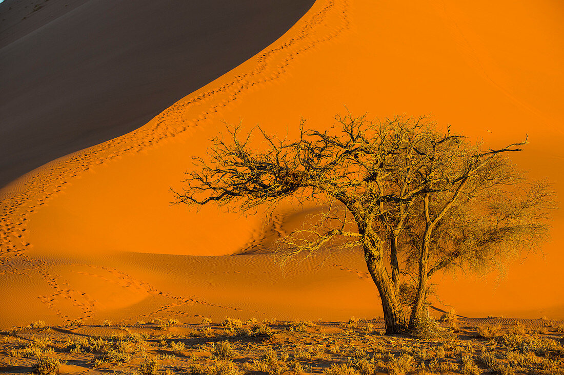 Akazienbaum unterhalb der Riesen Sanddüne 45, Sossusvlei, Namib-Naukluft Nationalpark, Namibia, Afrika