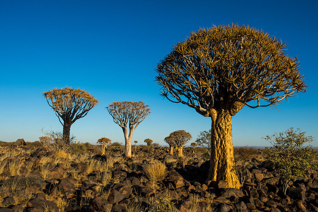 Köcherbaum Wald (Aloe Dichotom) bei Sonnenuntergang, Gariganus Bauernhof, Keetmanshoop, Namibia, Afrika