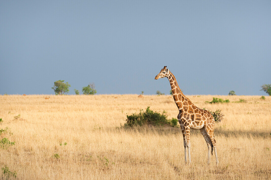 Giraffe (Giraffa camelopardis), Uganda, Africa