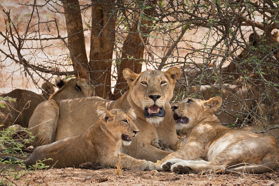 Lion (Panthera leo), Uganda, Africa