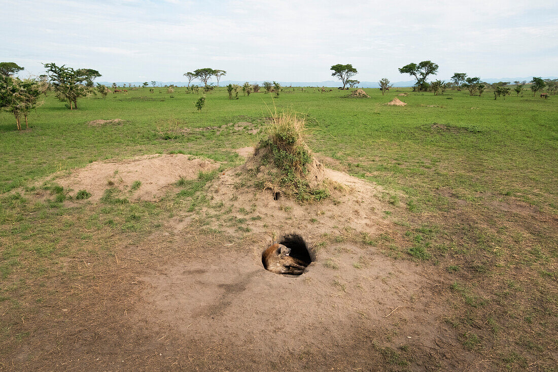 Beschmutzte Hyäne (Crocuta crocuta), Ishasha, Uganda, Afrika