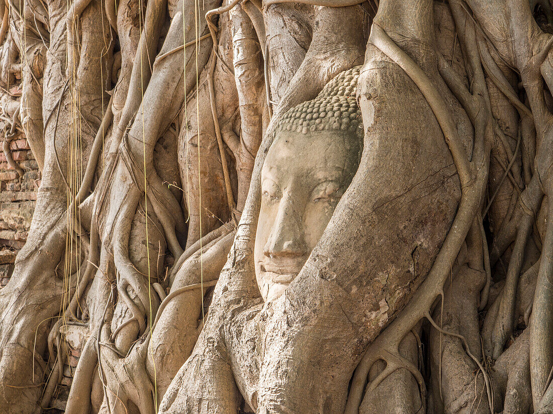 Buddha head in a tree, Ayutthaya, UNESCO World Heritage Site, Thailand, Southeast Asia, Asia