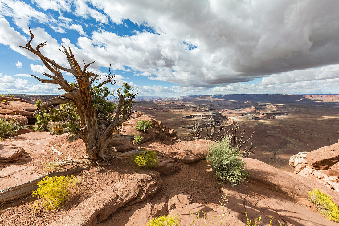 Desert landscape, Canyonlands National Park, Moab, Utah, United States of America, North America