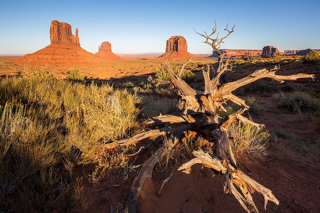 Trockener Baum und Monument Valley im Hintergrund, Navajo Tribal Park, Arizona, Vereinigte Staaten von Amerika, Nordamerika