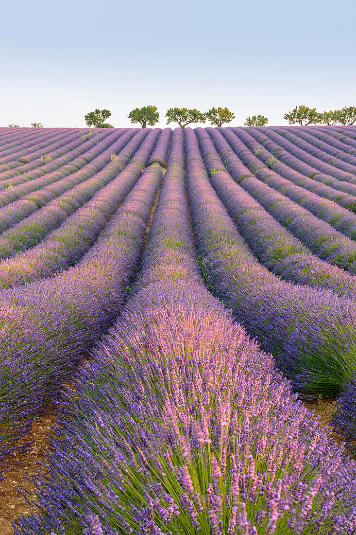 Lavendelreihen, Plateau de Valensole, Alpes-de-Haute-Provence, Provence-Alpes-Côte d'Azur, Frankreich, Europa