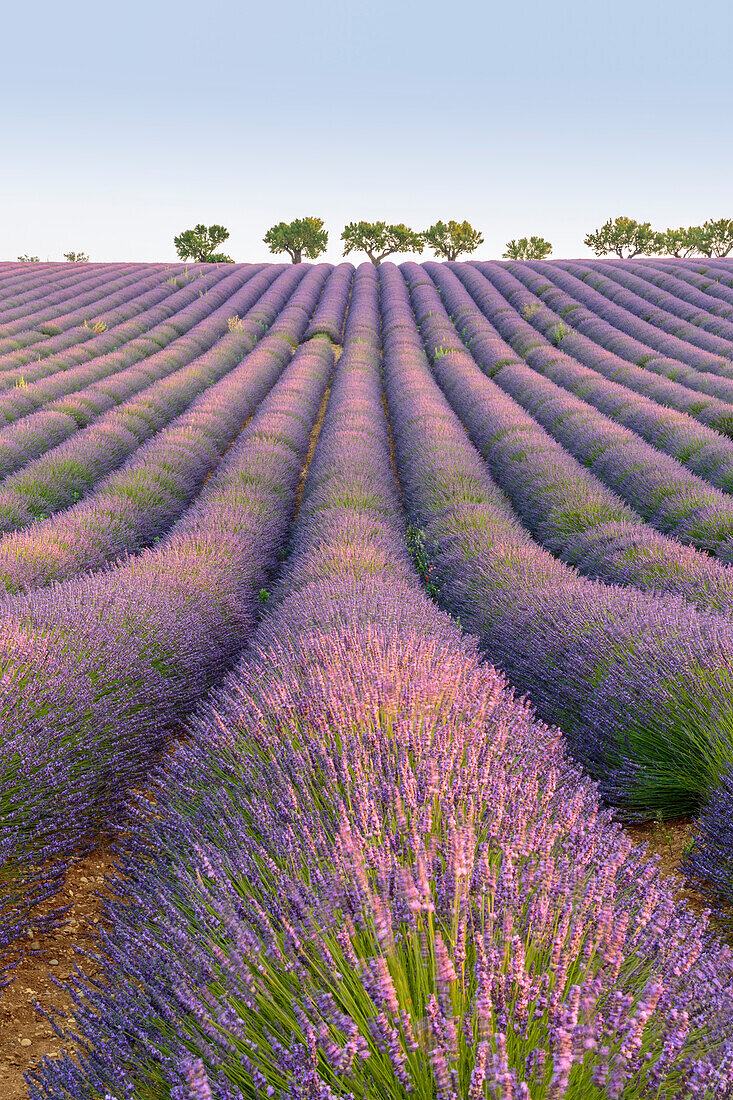 Lavender rows, Plateau de Valensole, Alpes-de-Haute-Provence, Provence-Alpes-Cote d'Azur, France, Europe