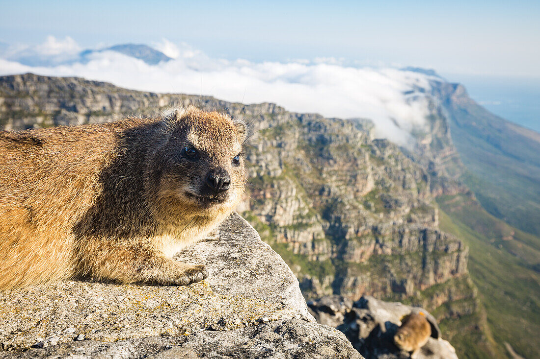 Rock Dassie (Hyrax) oben auf Tafelberg, Kapstadt, Südafrika, Afrika