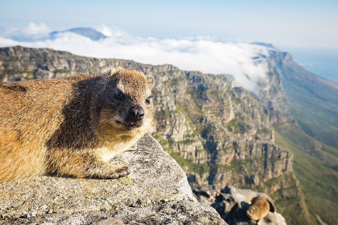 Rock Dassie (hyrax) on top of Table Mountain, Cape Town, South Africa, Africa