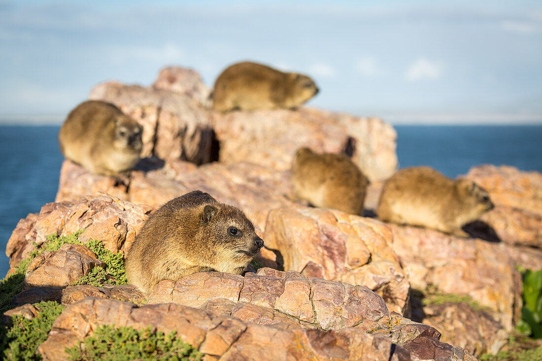 Rock Dassies (Hyrax), Hermanus, Western Cape, Südafrika, Afrika