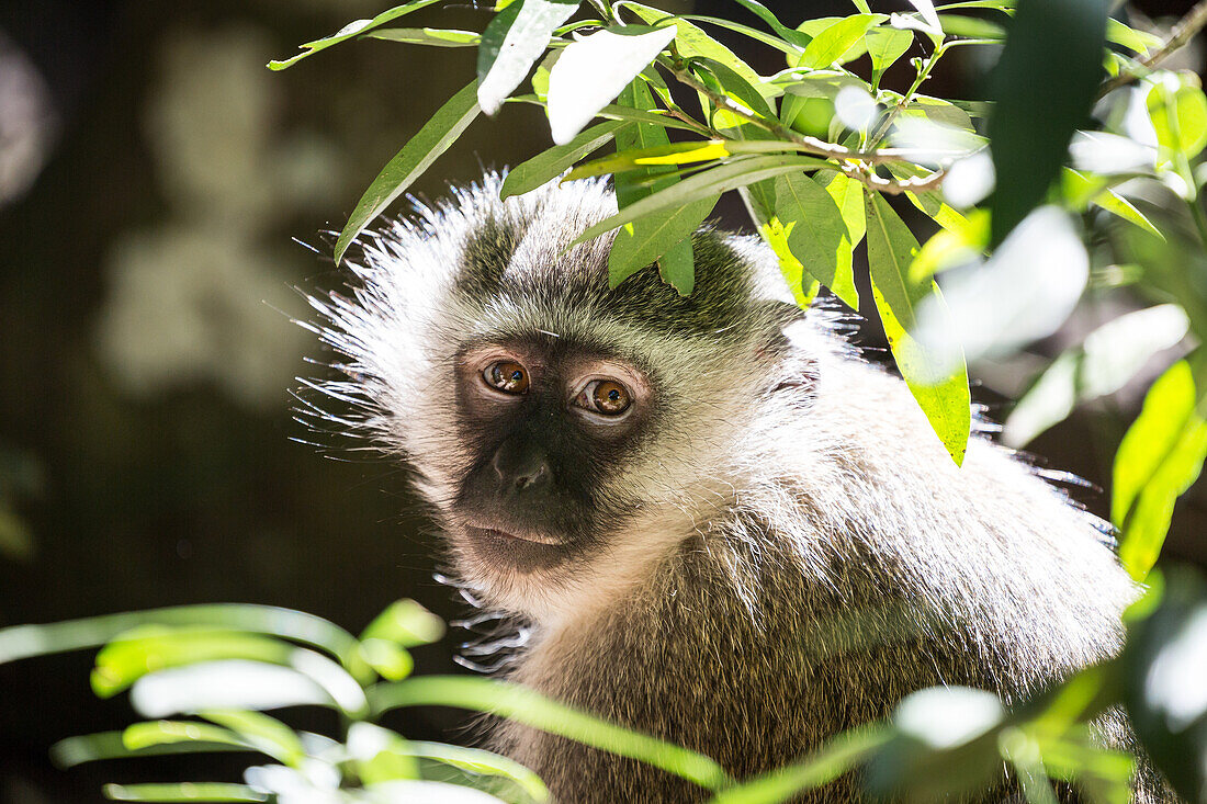 Vervet Monkey bei Monkeyland Primate Sanctuary in Plettenberg Bay, Südafrika, Afrika