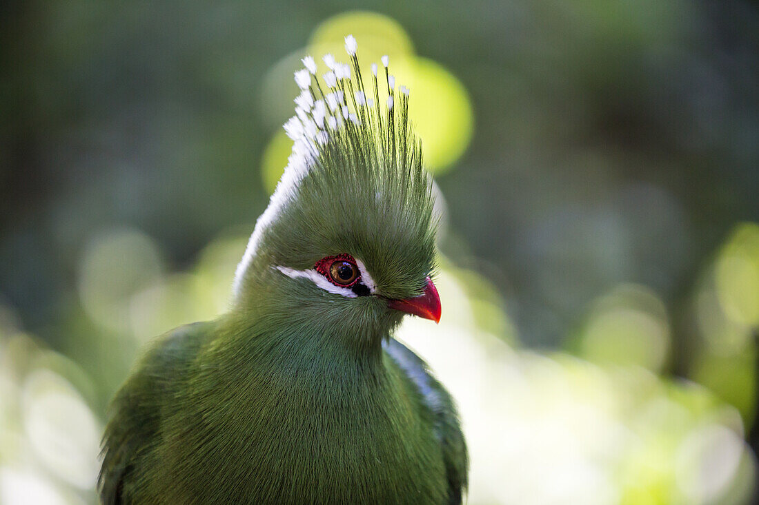 A forest bird at Birds of Eden in Plettenberg Bay, South Africa, Africa