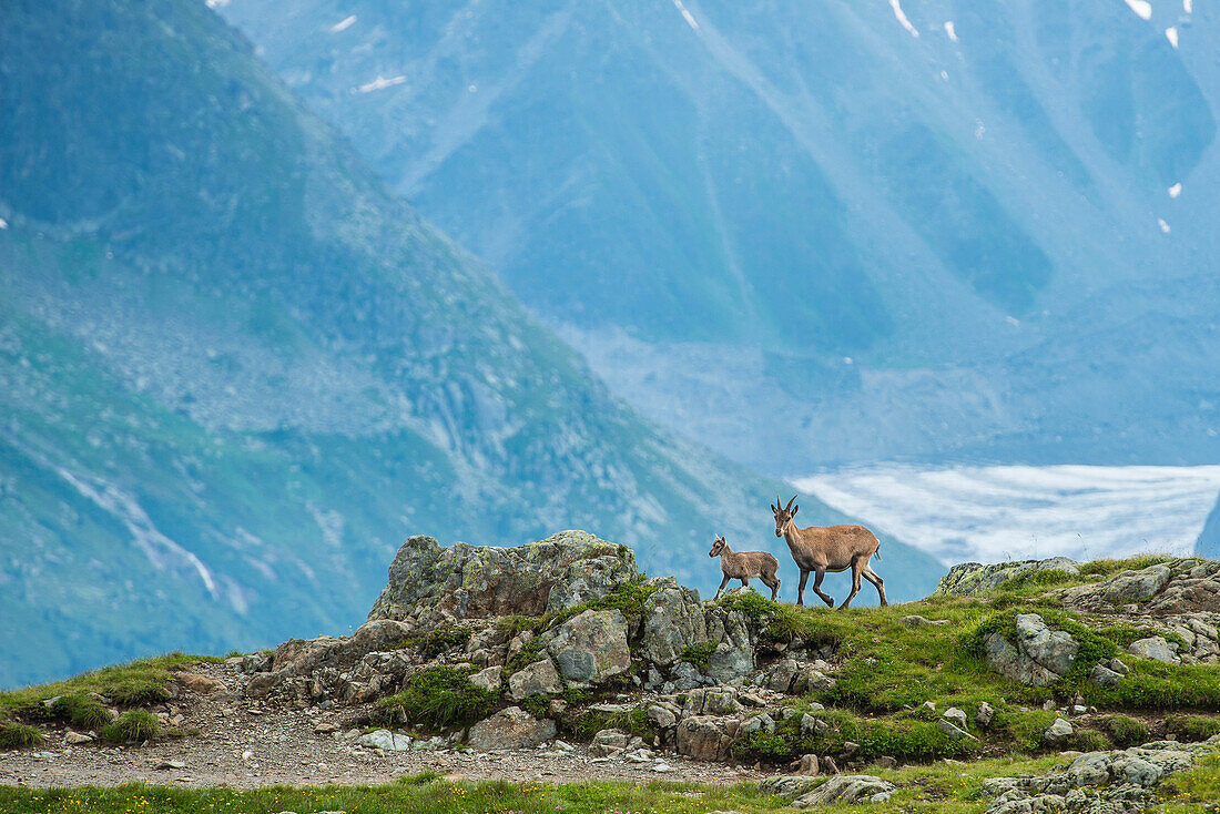 Two Ibexes on a rock in front of Mont Blanc, Chamonix, Haute Savoie, France, Europe