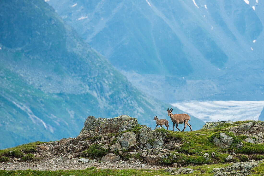 Zwei Ibexes auf einem Felsen vor dem Mont Blanc, Chamonix, Haute Savoie, Frankreich, Europa