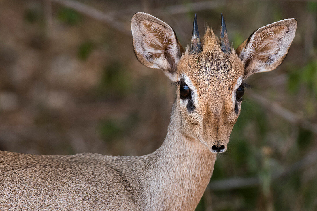 Porträt eines Kirk's dik-dik (Madoqua kirkii), Samburu, Kenia, Ostafrika, Afrika