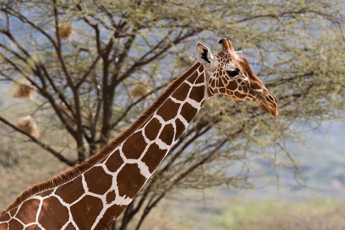 Ein Porträt einer retikulierten Giraffe (Giraffa camelopardalis reticulata), Kalama Conservancy, Samburu, Kenia, Ostafrika, Afrika