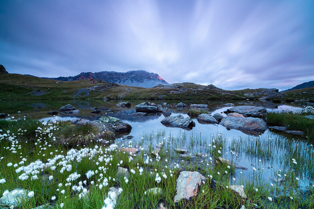 Laghetto Alto Scorluzzo umrahmt von Baumwollgras bei Sonnenaufgang, Bormio, Braulio Valley, Valtellina, Lombardei, Italien, Europa