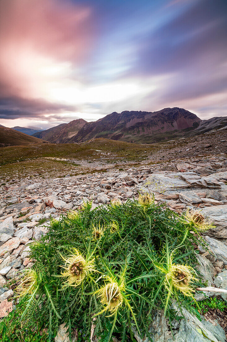 Thistle flowers and rocky peaks framed by pink clouds at sunrise, Braulio Valley, Stelvio Pass, Valtellina, Lombardy, Italy, Europe