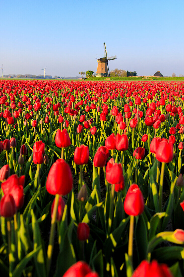 Felder der roten Tulpen umgeben die typische Windmühle, Berkmeer, Gemeinde Koggenland, Nordholland, Niederlande, Europa