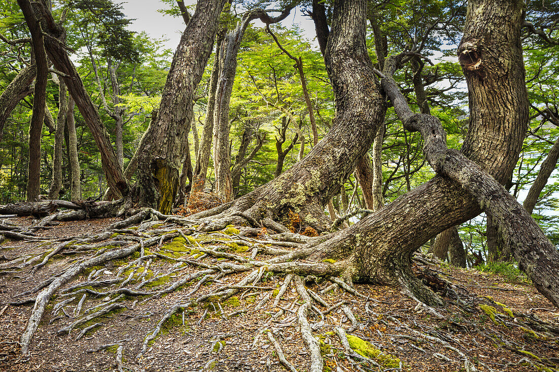 Southern beeches (Nothofagus) in Andean-Patagonian (Subantarctic forest) in Tierra del Fuego National Park, Argentina, South America