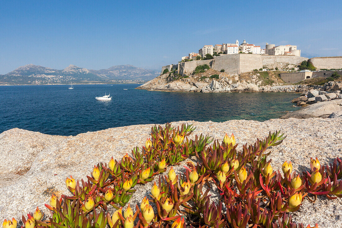 Flowers on rocks frame the fortified citadel surrounded by the clear sea, Calvi, Balagne Region, Corsica, France, Mediterranean, Europe