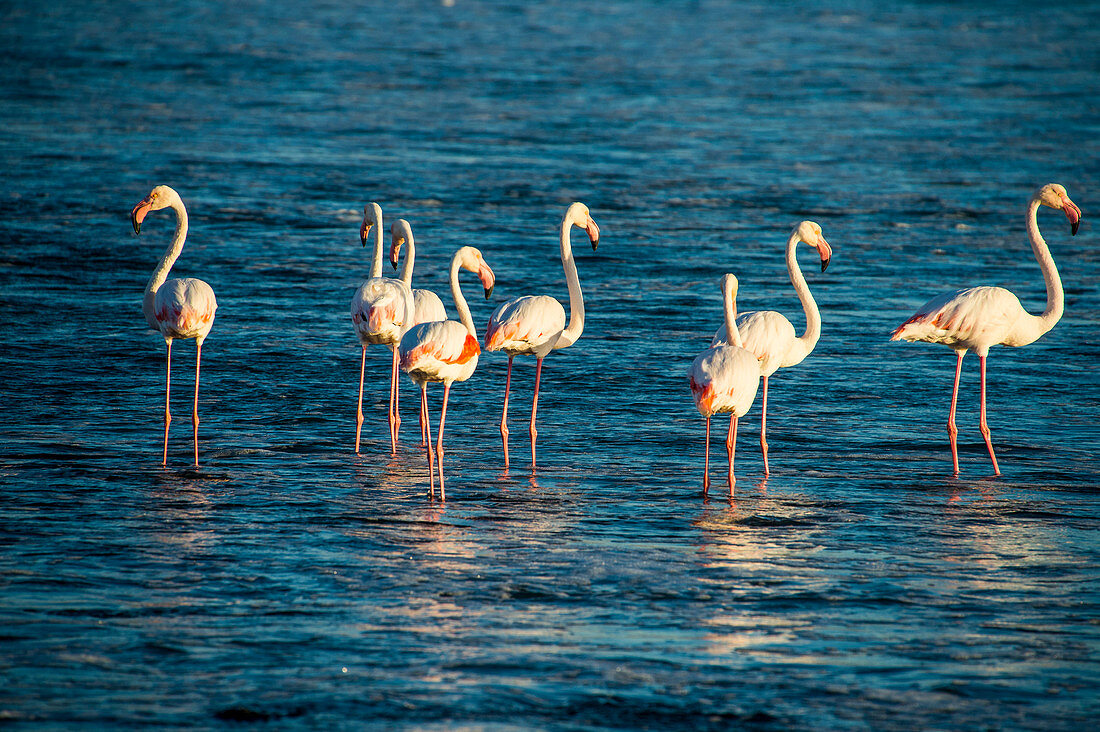 Flamingos in the water (Phoenicopteridae), Luderitz, Namibia, Africa