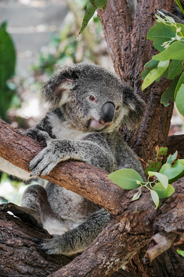 Koala (Phascularctos cinereus), captive, Australia, Pacific