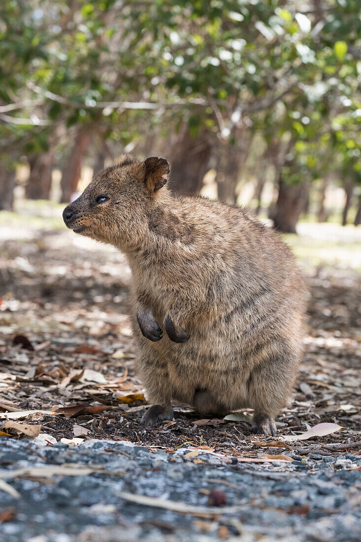 Quokka (Setonix brachyurus), Insel Rottnest, Australien, Pazifik