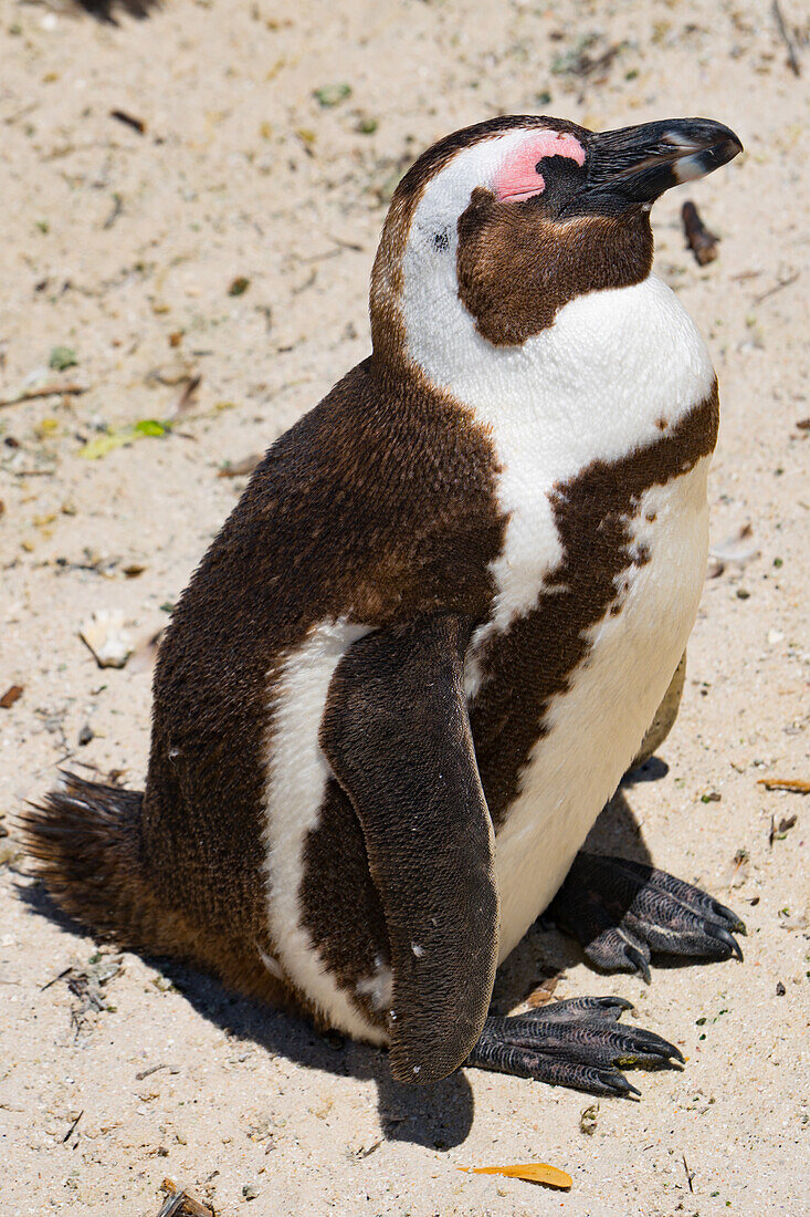 Sole African Penguin enjoying the sun on Boulders Beach, Cape Town, South Africa, Africa