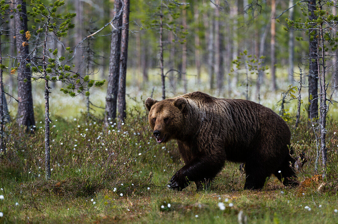 Europäischer Braunbär (Ursus arctos) zu Fuß in den Wald, Kuhmo, Finnland, Europa