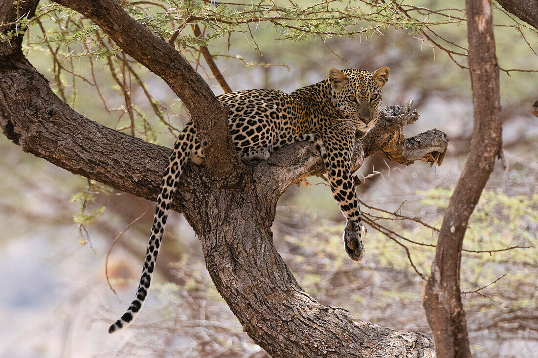 A leopard (Panthera pardus) rests on a tree, Samburu National Reserve, Kenya, East Africa, Africa