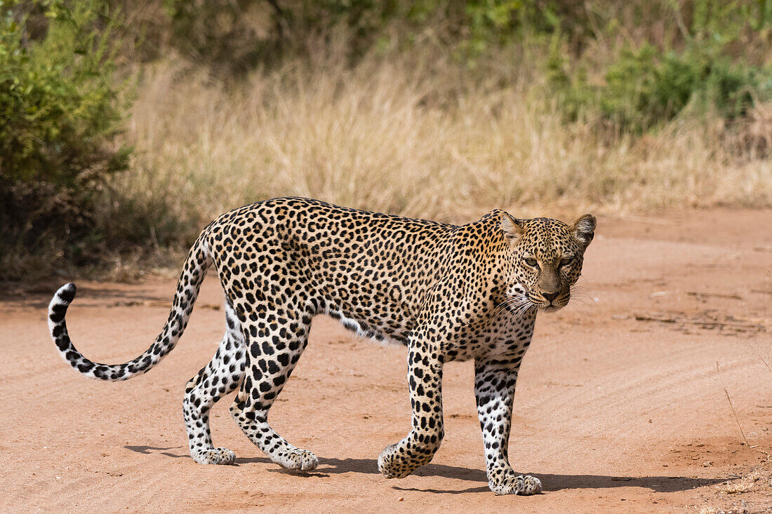 A leopard (Panthera pardus) walks along a road, Samburu National Reserve, Kenya, East Africa, Africa