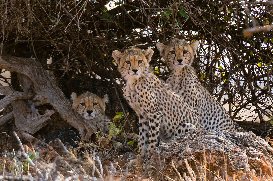 Portrait of three cheetah cubs (Acinonyx jubatus), Samburu National Reserve, Kenya, East Africa, Africa