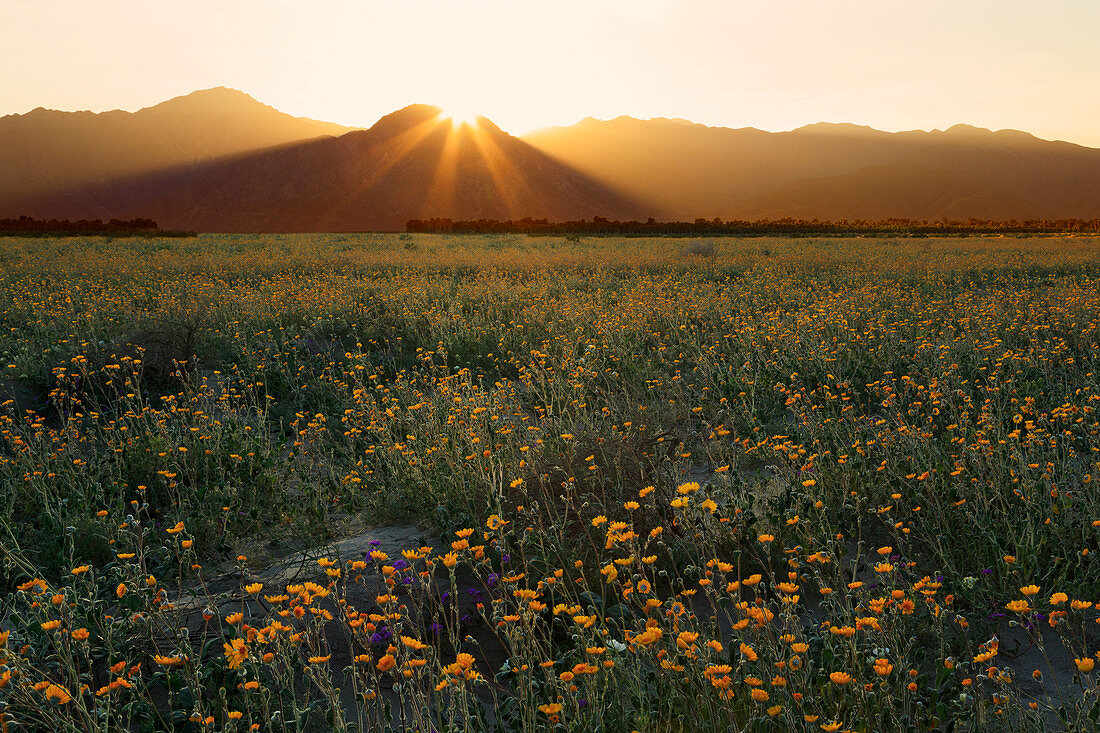 Wüsten-Sonnenblumen, Anza-Borrego Wüsten-Nationalpark, Borrego Springs, Kalifornien, Vereinigte Staaten von Amerika, Nordamerika