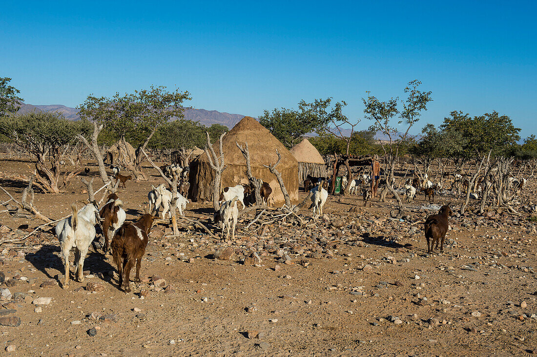 Himba gral (compound), near Sesriem, Kakovelt, Namibia, Africa