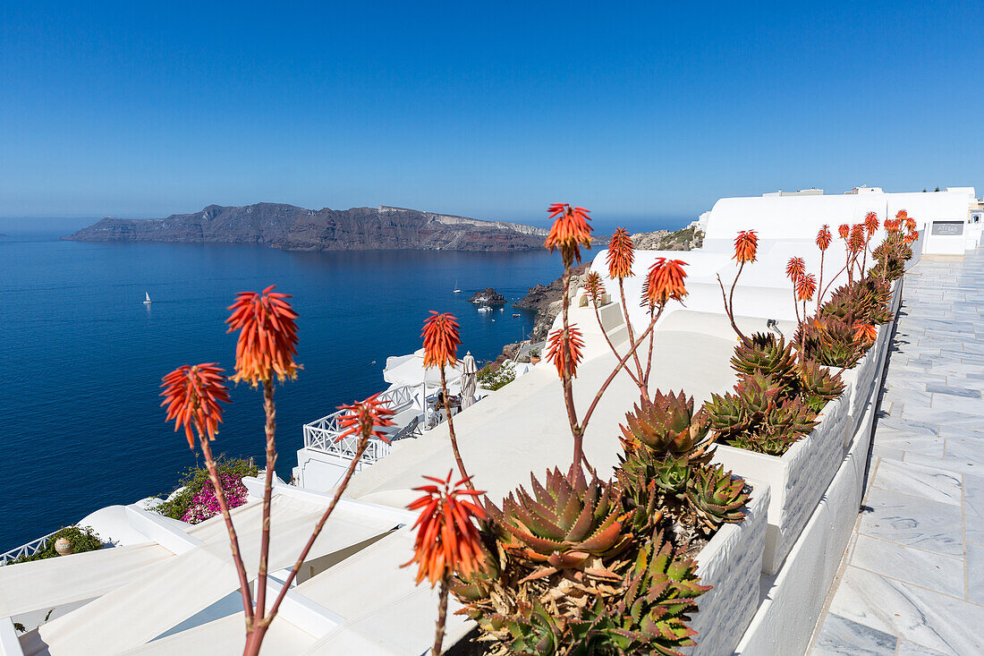 Red hot poker flowering plants (Kniphofia) (tritoma) (torch lily) (knofflers) line the street in Oia, Santorini, Cyclades, Greek Islands, Greece, Europe