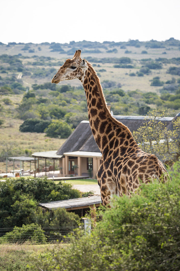 A giraffe strolls by a game lodge in the Amakhala Game Reserve on the Eastern Cape, South Africa, Africa