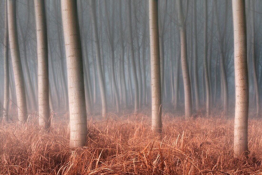 Plain Piemont, Piemont, Turin, Italien, Bäume im Nebel