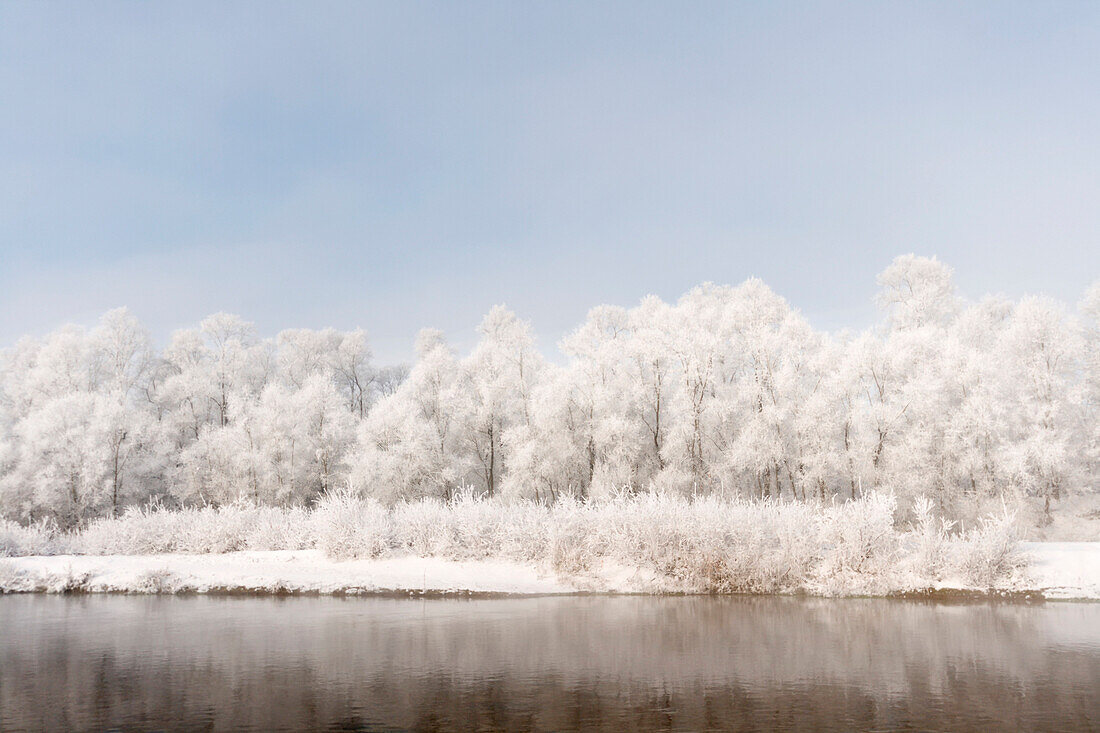 Plain Piedmont, Piedmont, Turin, Italy, Hoar frost trees on the Po river
