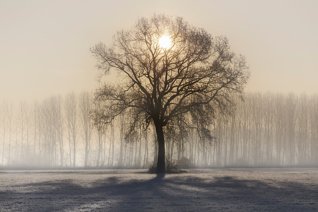 Turin province, Piedmont, Italy, Europe, Magic sunrise in the Piedmont plain