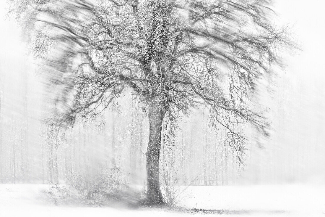 Turin province, Piedmont, Italy, Europe, Abstract snow the Piedmont plain