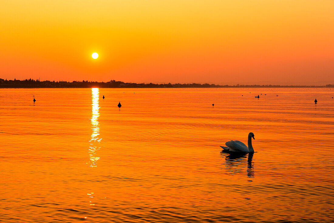 Italy, Veneto, Garda lake, swan at sunset