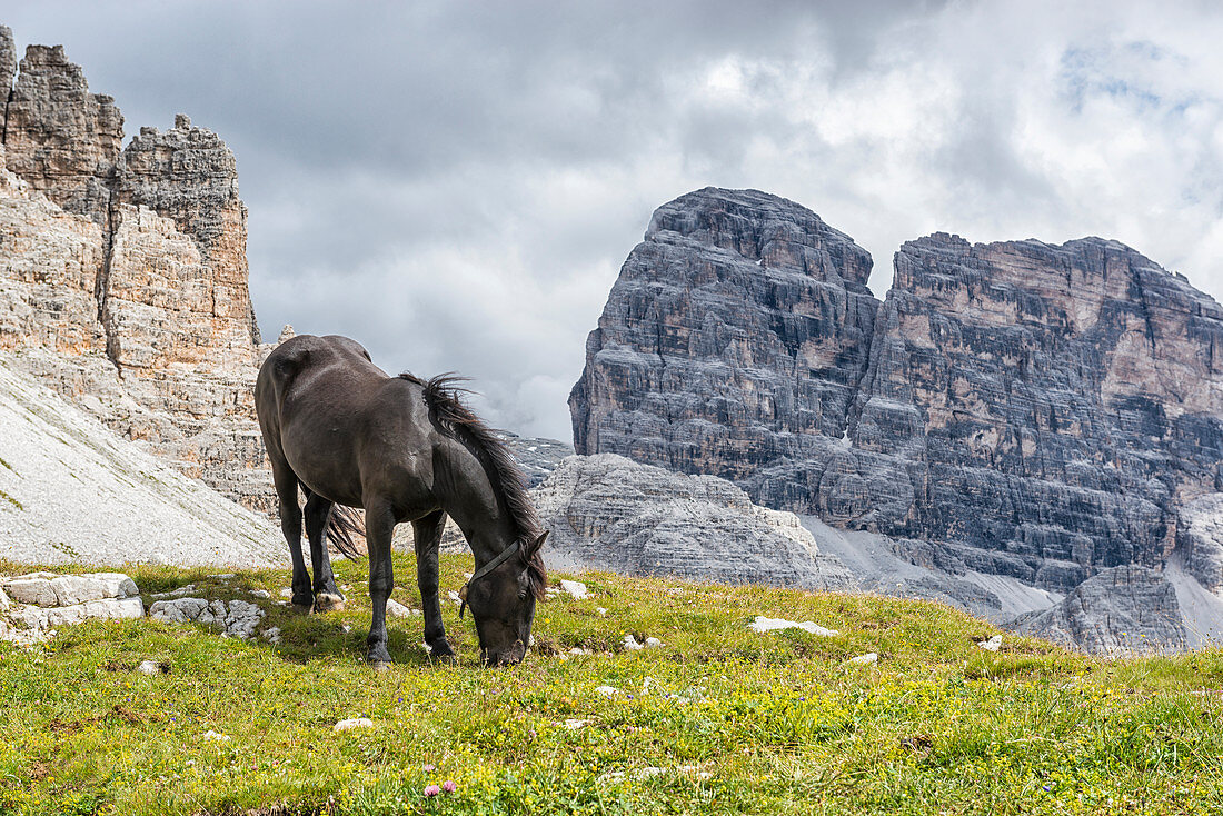 Black horse grazing on the lawns near Lavaredo refuge, Veneto, Dolomites, Italy, Europe
