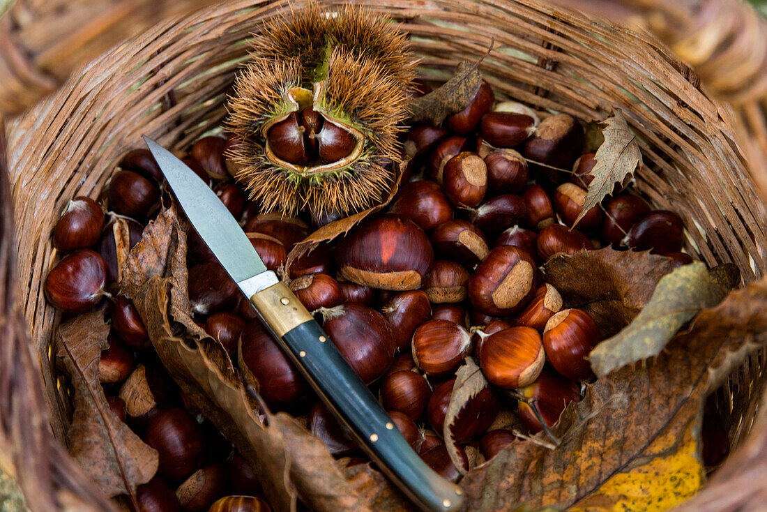 Chestnuts in the woods, Aritzo, Nuoro province, sardinia, italia, europe