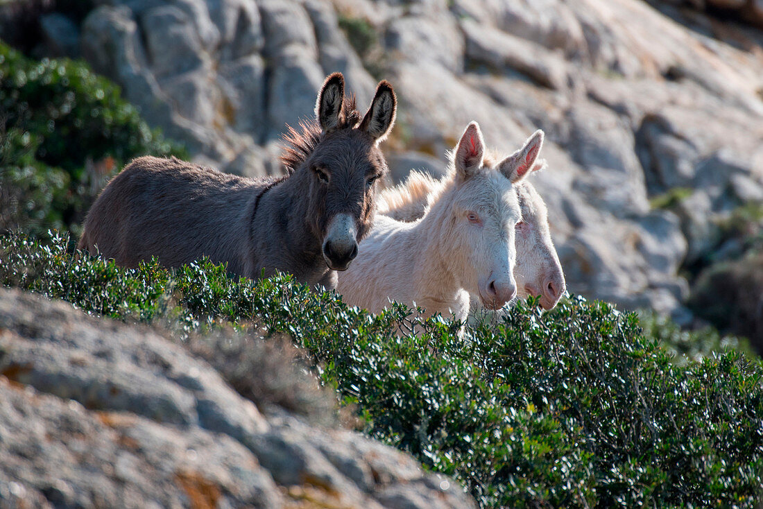 Black and white donkeys, Asinara Nationaal Park, Porto Torres, Sassari province, sardinia, italy, europe