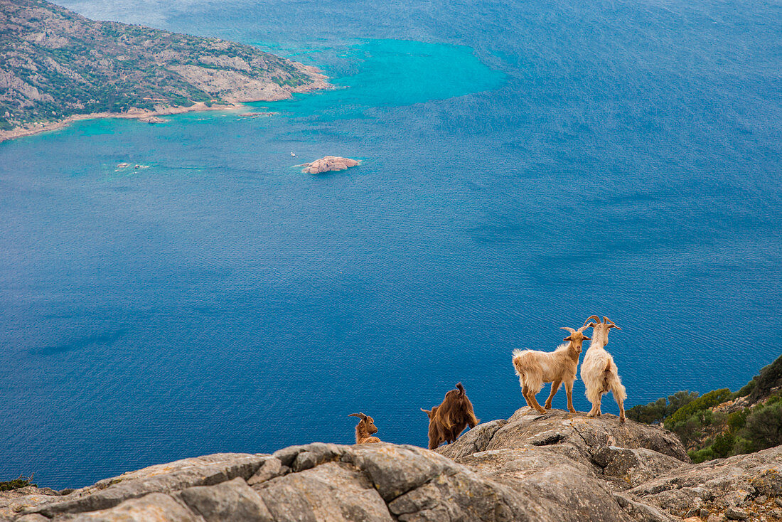 Ziegen auf Tavolara Insel, Olbia Tempo Provinz, Sardinien, Italien, Europa