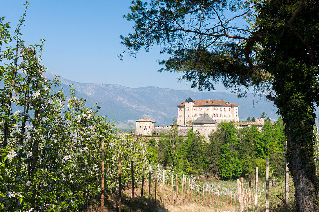 Italy, Trentino, Non Valley, apple blossom at Thun Castle